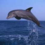 EL DELFÍN ES EL ANIMAL QUE MÁS ME GUSTA.